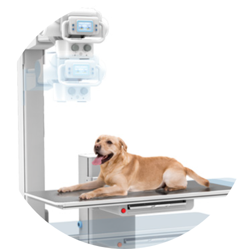 Link to video about MyVet Elevating X-Ray Lift Table