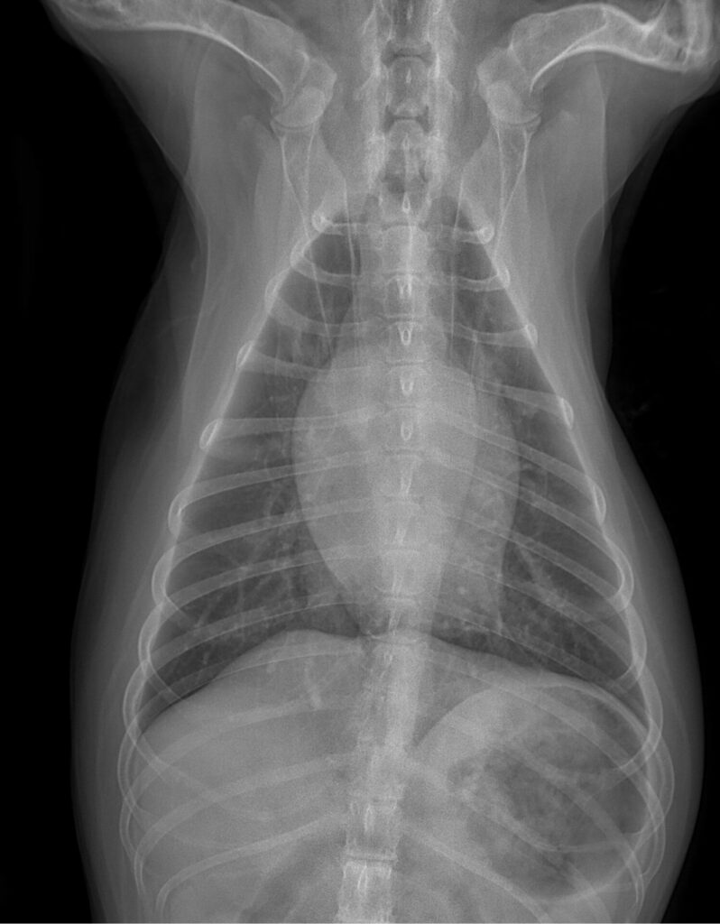veterinary radiograph x-ray