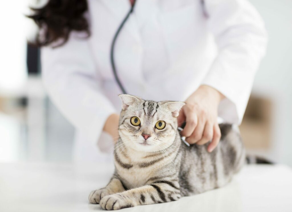 pet wellness exams urgent care surgery dentistry behavior